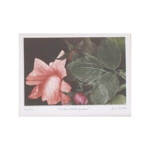 Strawberry roses 1